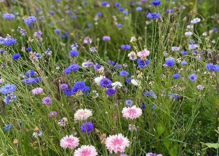 Tatil Evi Normannisches Mit Charme Les Chataigniers 1 By Interhome