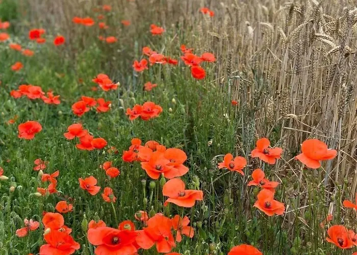 Tatil Evi Normannisches Mit Charme Les Chataigniers 1 By Interhome